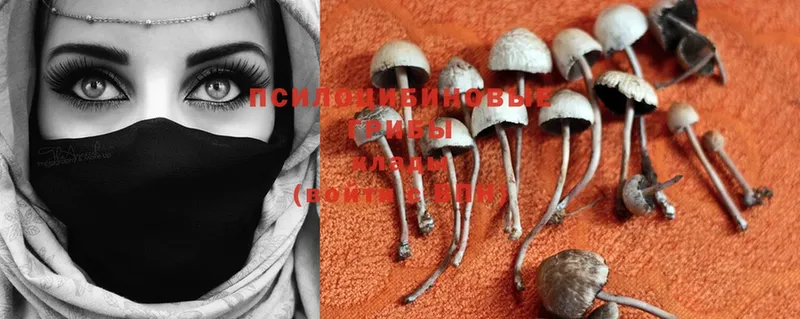 Псилоцибиновые грибы Magic Shrooms  сколько стоит  Боровск 